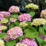 Hydrangea macrophylla 'Bouquet Rose'